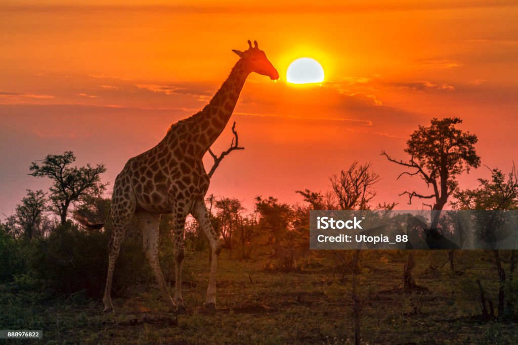 Jirafa en Parque nacional de Kruger, Sudáfrica - Foto de stock de República de Sudáfrica libre de derechos