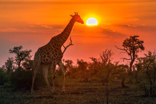 jirafa en parque nacional de kruger, sudáfrica - ecological reserve fotografías e imágenes de stock