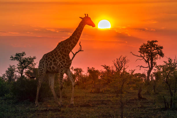 기린과 있는 크루거 국립공원, 남아프리카 공화국 - south africa africa savannah sky 뉴스 사진 이미지