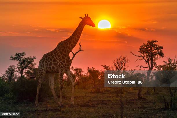 Giraffe In Kruger National Park South Africa Stock Photo - Download Image Now - South Africa, Safari, Kruger National Park