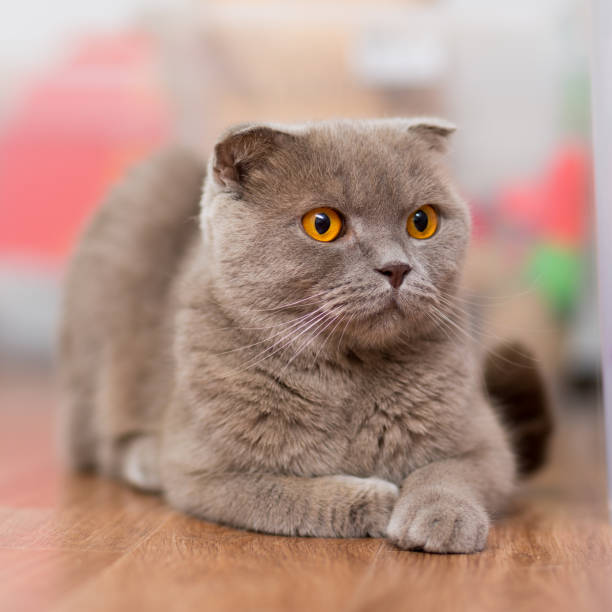 istock cat breed Scottish Fold, brown color with orange eyes lying on the floor 888977704