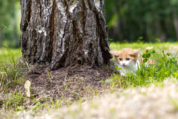 istock Red-haired little kitten sitting in the grass near the tree 888982722
