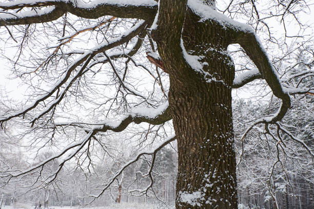 istock White snow on a tree branches in the winter forest 888983216