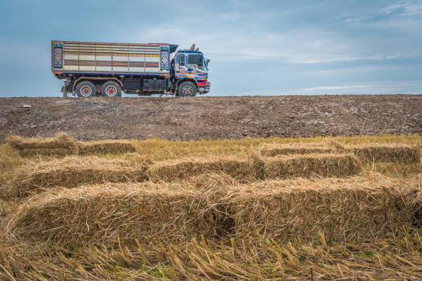 istock Straw bales on rice field. 888983324