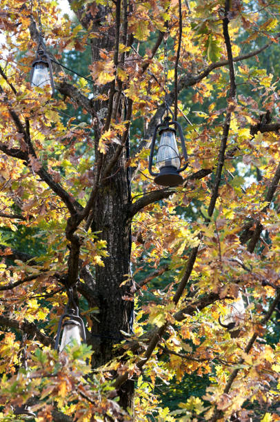 istock vintage lamps hanging on a tree 888988552