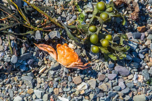 Photo of Crab on stoney beach with seaweed.