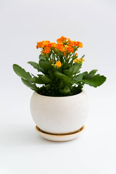 Orange calanchoe in a white pot on light background Orange calanchoe in a white pot on a light background calanchoe stock pictures, royalty-free photos & images