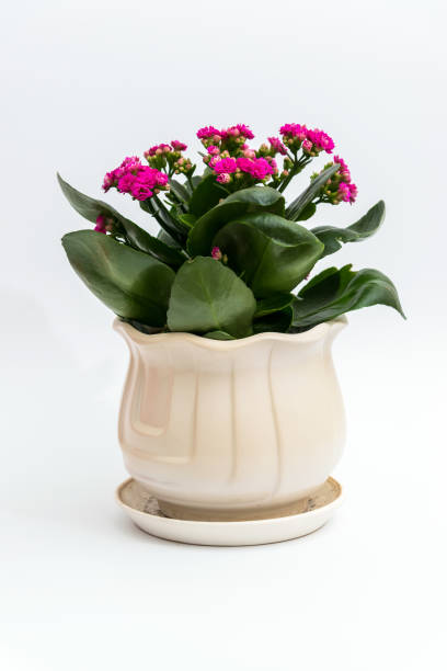 istock Pink calanchoe in a white pot on light background 888994688