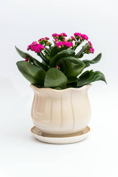Pink calanchoe in a white pot on light background Pink calanchoe in a white pot on a light background calanchoe stock pictures, royalty-free photos & images