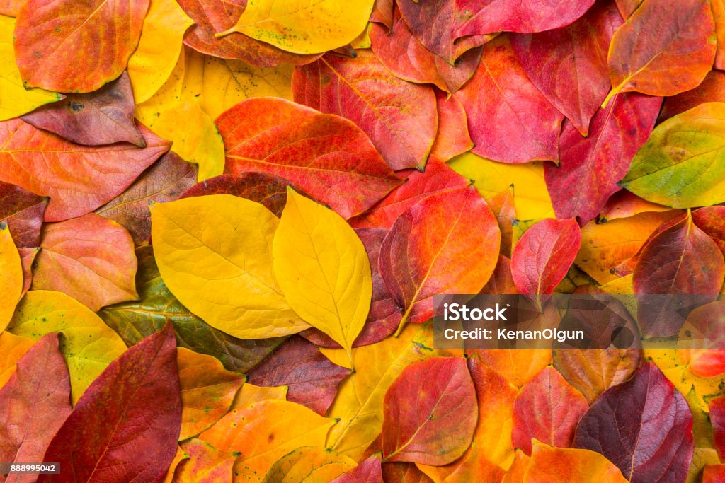 Leaves Autumn Leaf Color Stock Photo