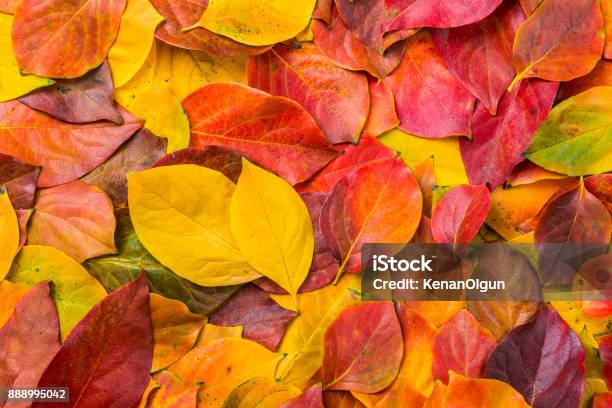 Leaves Stock Photo - Download Image Now - Autumn Leaf Color, Autumn, Backgrounds