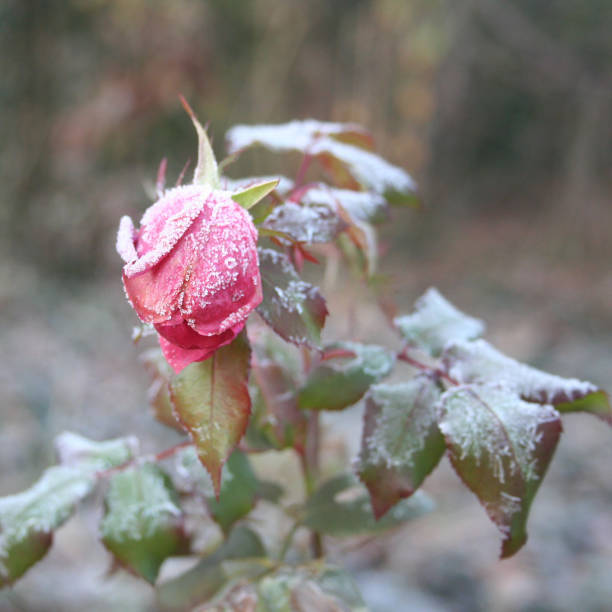istock Frozen rose plant in winter 889003916
