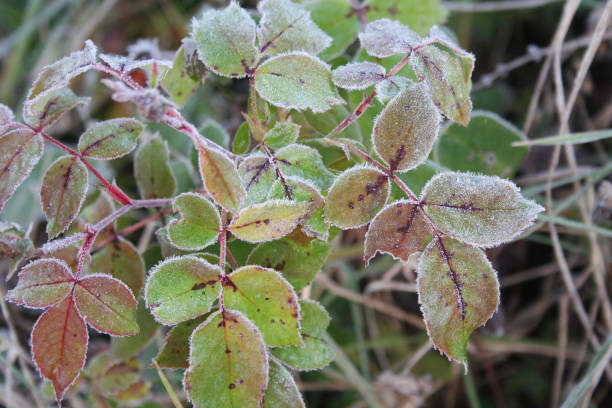 istock Frozen rose plant in winter 889008248
