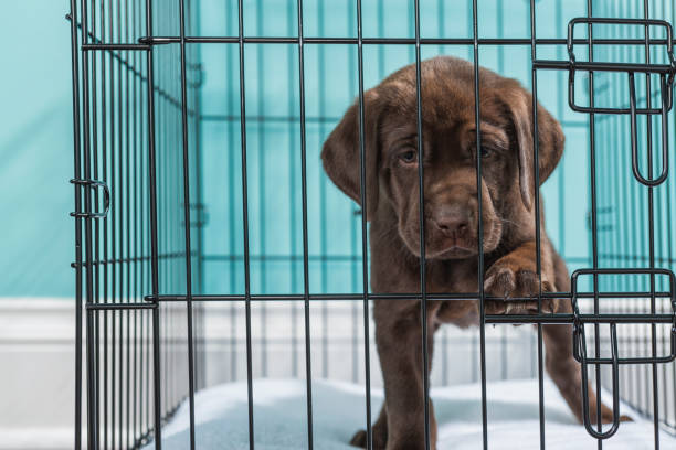 chocolate labrador puppy in wire crate with paw on door close-up- 7 weeks old - solitude loneliness hardwood floor box imagens e fotografias de stock