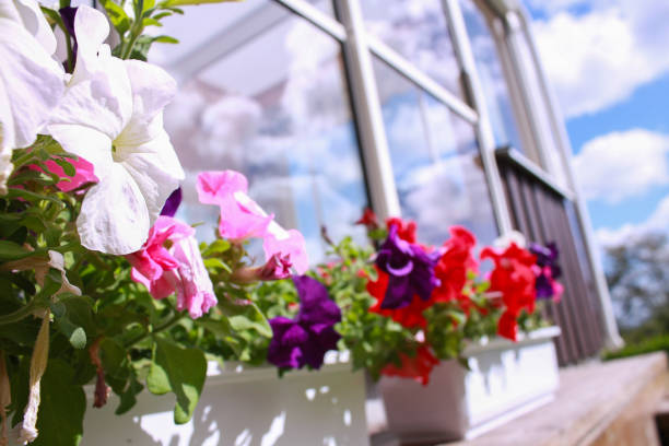 istock Colorful flowers in backyard on a summer day reflection 889008490