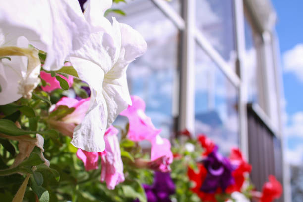 istock Colorful flowers in backyard on a summer day reflection 889008556