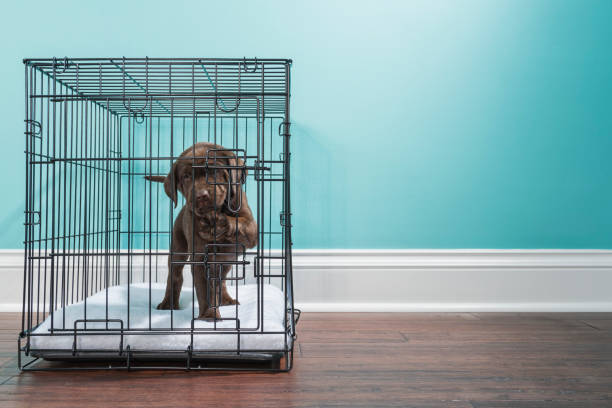 chocolate labrador puppy in wire crate with paw on door- 7 weeks old - solitude loneliness hardwood floor box imagens e fotografias de stock