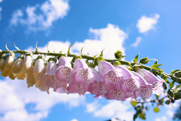 Pink flowers and blue sky background stock photo