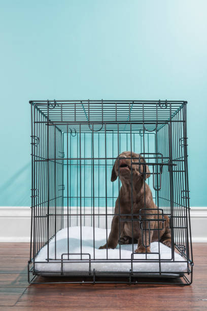 チョコレートのラブラドール子犬は、ワイヤ中の遠吠え犬クレート-7 週齢 - solitude loneliness hardwood floor box ストックフォトと画像