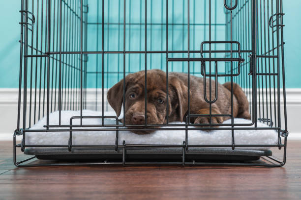 Chocolate Labrador Puppy lying down in a wire crate- 7 weeks old A cute young Chocolate Labrador puppy lying down in a wire dog crate looking at the camera wanting out, the crate is sitting on hardwood floor inside a home with a white baseboard and blue wall in the background crate photos stock pictures, royalty-free photos & images