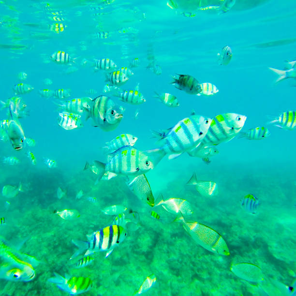 プーケット、タイの魚の学校 - sea life andaman sea thailand damselfish ストックフォトと画像