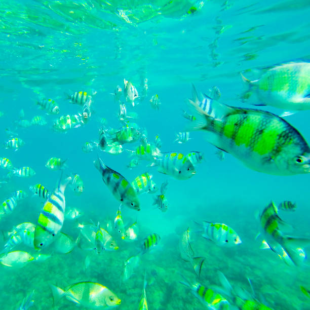 プーケット、タイの魚の学校 - sea life andaman sea thailand damselfish ストックフォトと画像