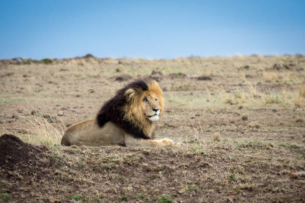 istock Male african lion 889011598