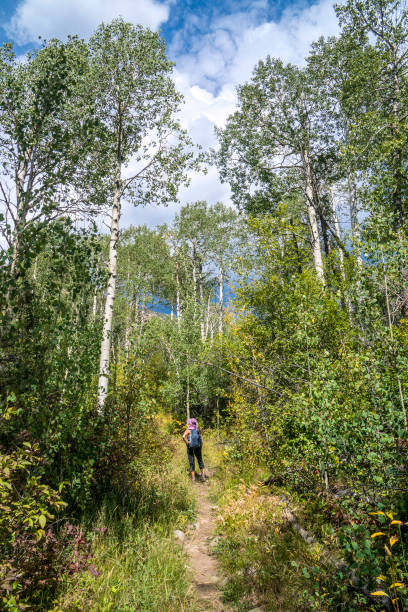 Aspen grove hiker Woman hiking in the Sangre de Cristo Mountains. Rio Grande National Forest, Colorado. aspen tree grove tree stand stock pictures, royalty-free photos & images
