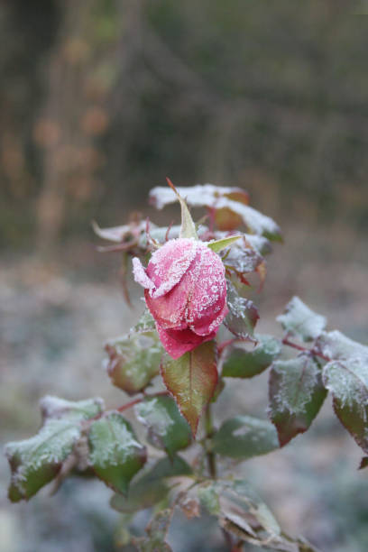istock Frozen rose plant in winter 889011698