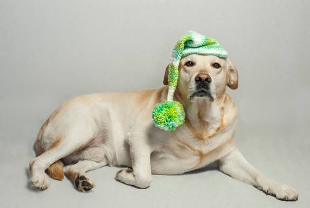 istock white labrador lying down wearing a knitted hat with pompom isolated on gray background 889012594