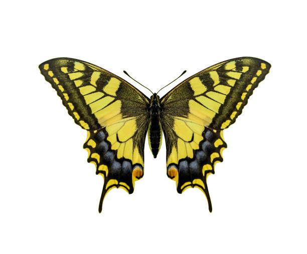 istock Yellow butterfly isolated on white background 889012598