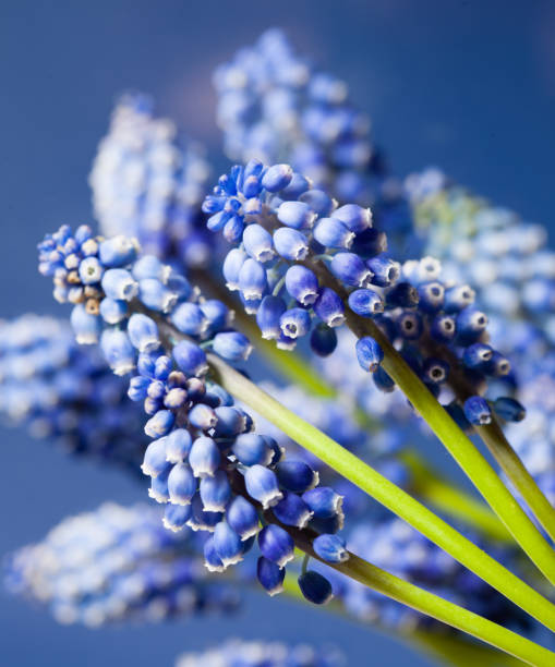 istock Wonderful muskari bokeh flower 889015676