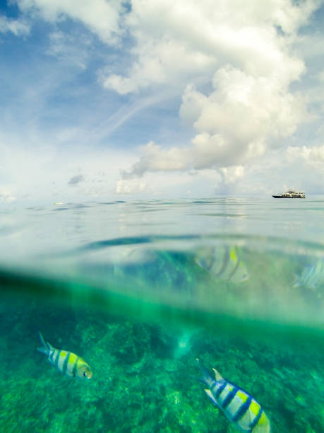 istock School of fish in Phuket, Thailand 889019994