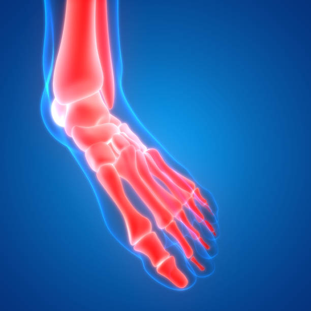 istock Human Body Bone Joint Pains Anatomy (Foot joints) 889020352