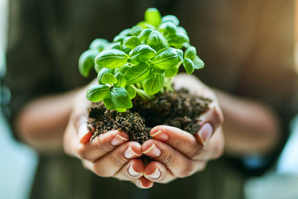 Get sowing, get growing Cropped shot of a woman holding a plant growing out of soil hands holding plant soil stock pictures, royalty-free photos & images