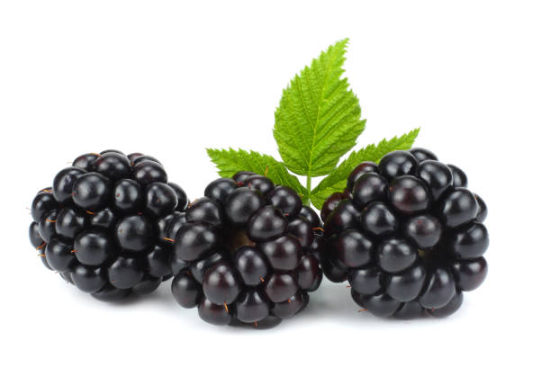 istock blackberries with green leaf isolated on white background. macro 889031416