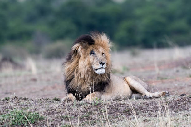 istock Male african lion 889036858