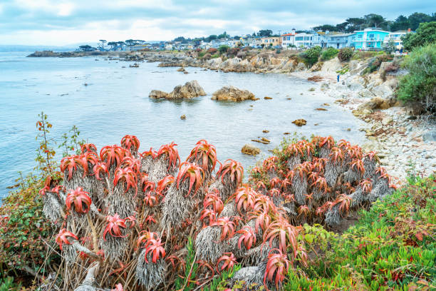 Coastline at Pacific Grove in Monterey California Landscape stock photograph of rocky and rough coastline at Pacific Grove and Lovers Point in Monterey, California, USA. pacific grove stock pictures, royalty-free photos & images