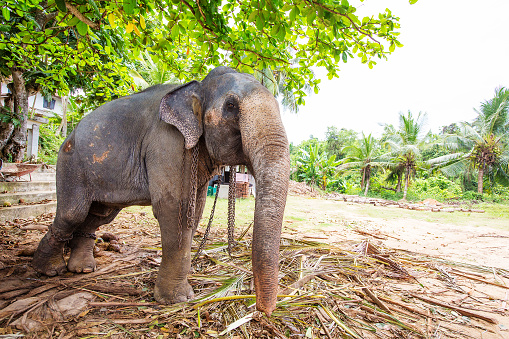 Elefante en la granja hogar en Sri Lanka photo