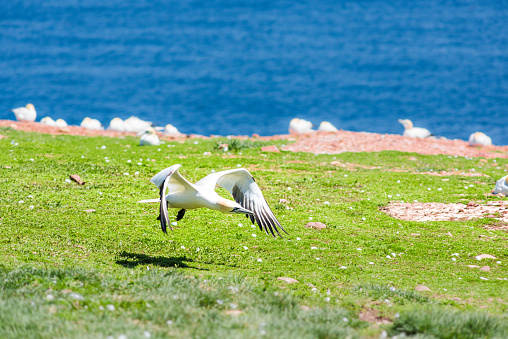 White Gannet bird taking flight off, flying away on Bonaventure Island cliff in Perce, Quebec, Canada on grass and many feathers above ground