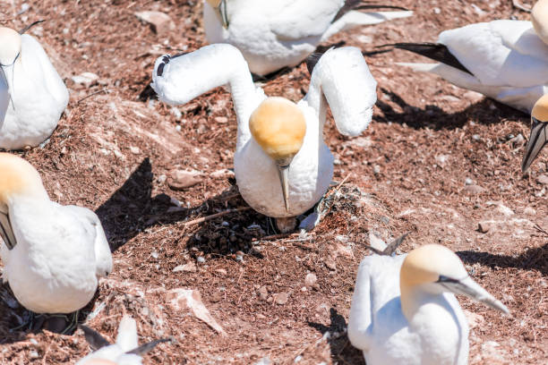istock One white Gannet bird sitting on whole white egg with shell on Bonaventure Island cliff in Perce, Quebec, Canada 889038786