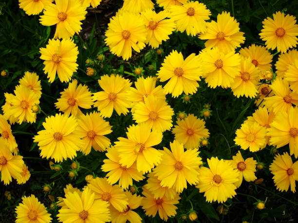 Photo of Yellow flowers of lance-leaved coreopsis (Coreopsis lanceolata) in garden. Textured