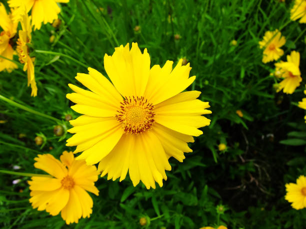 istock Yellow flowers of lance-leaved coreopsis (Coreopsis lanceolata) in garden. Textured 889046232
