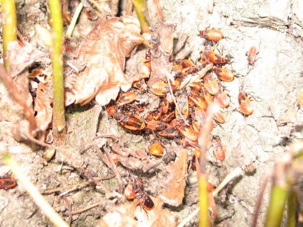 istock Pyrrhocoris apterus, bugs of soldiery on the tree 889046396