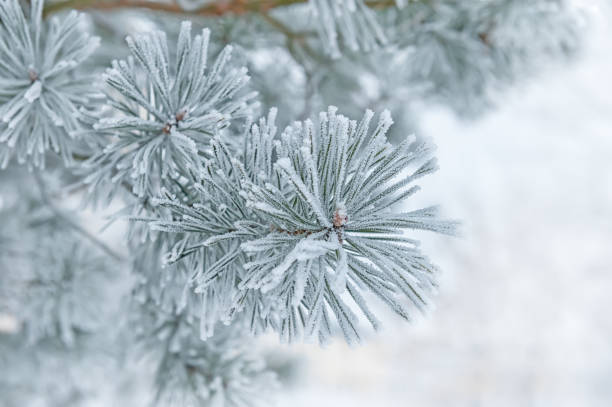 istock Beautiful green pine branch in the cold snow. Background. Selective focus. 889048788