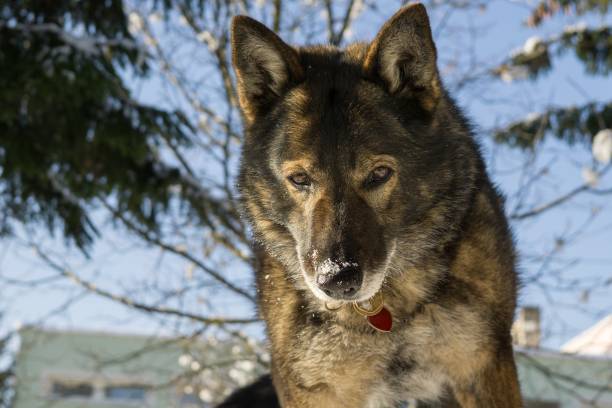 istock Dog enjoying the snow during winter. 889049114
