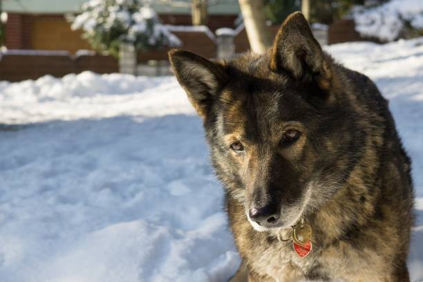 istock Dog enjoying the snow during winter. 889049152