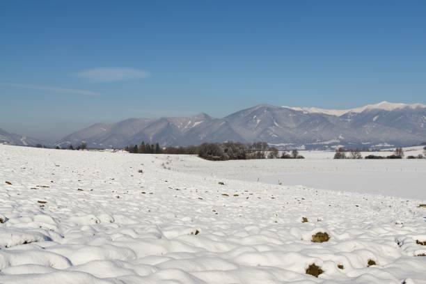 istock Nature under the snow with sun and shadows in winter. 889049322