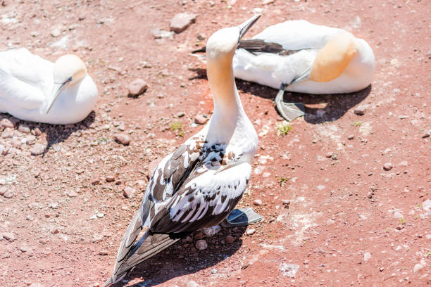istock White Gannet bird walking by colony nesting on cliff on Bonaventure Island in Perce, Quebec, Canada by Gaspesie, Gaspe region with young spotted feather immature chick 889049590