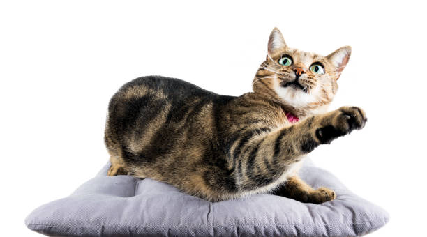 istock Funny Bengal cat lies on a soft pillow and playfully pulls the paw to the side. 889054966